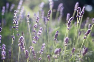 植物幹細胞化粧水のおすすめ商品はどれですか？