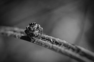 幹細胞コスメの人気ブランドはどれがおすすめ？