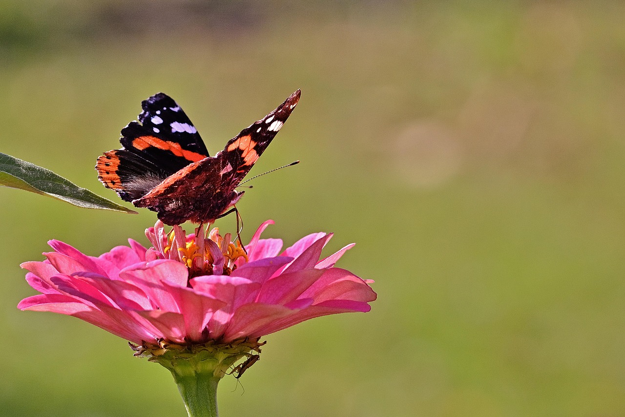 幹細胞コスメの偽物を見抜く方法は？