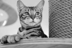 幹細胞コスメの美白効果は本当にあるのか？