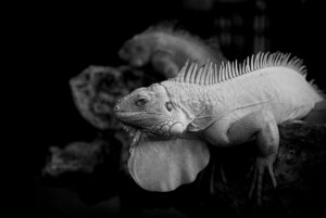 40代におけるプロテオグリカンの効果とは？